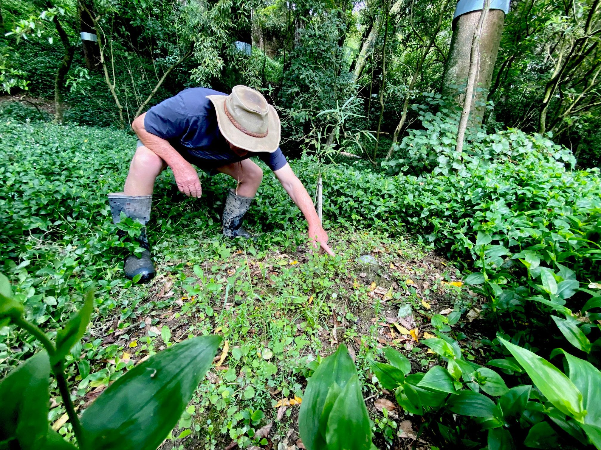 Alan Wilde pointing out some self-sown native plants