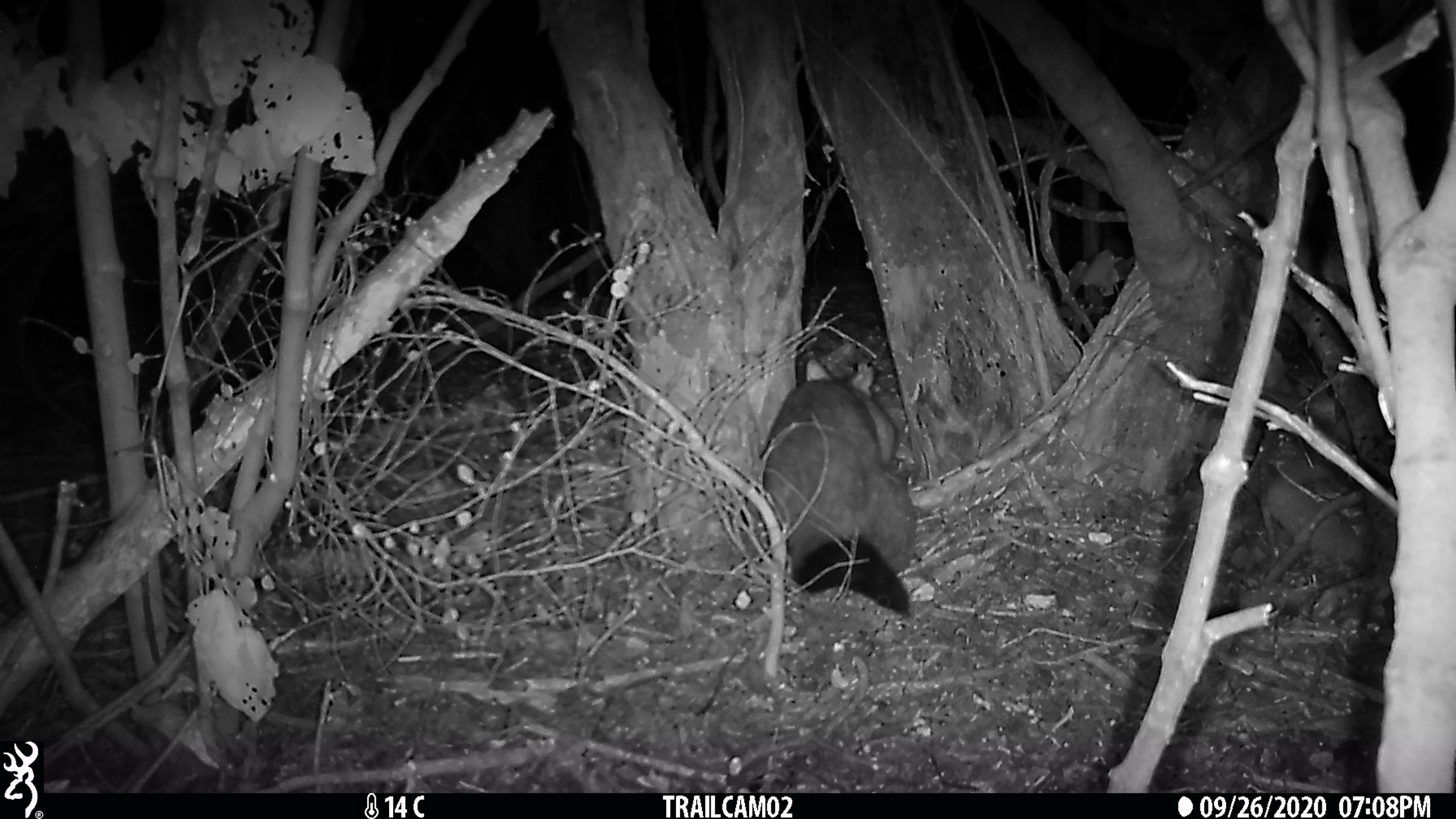 Trail camera photo of a possum