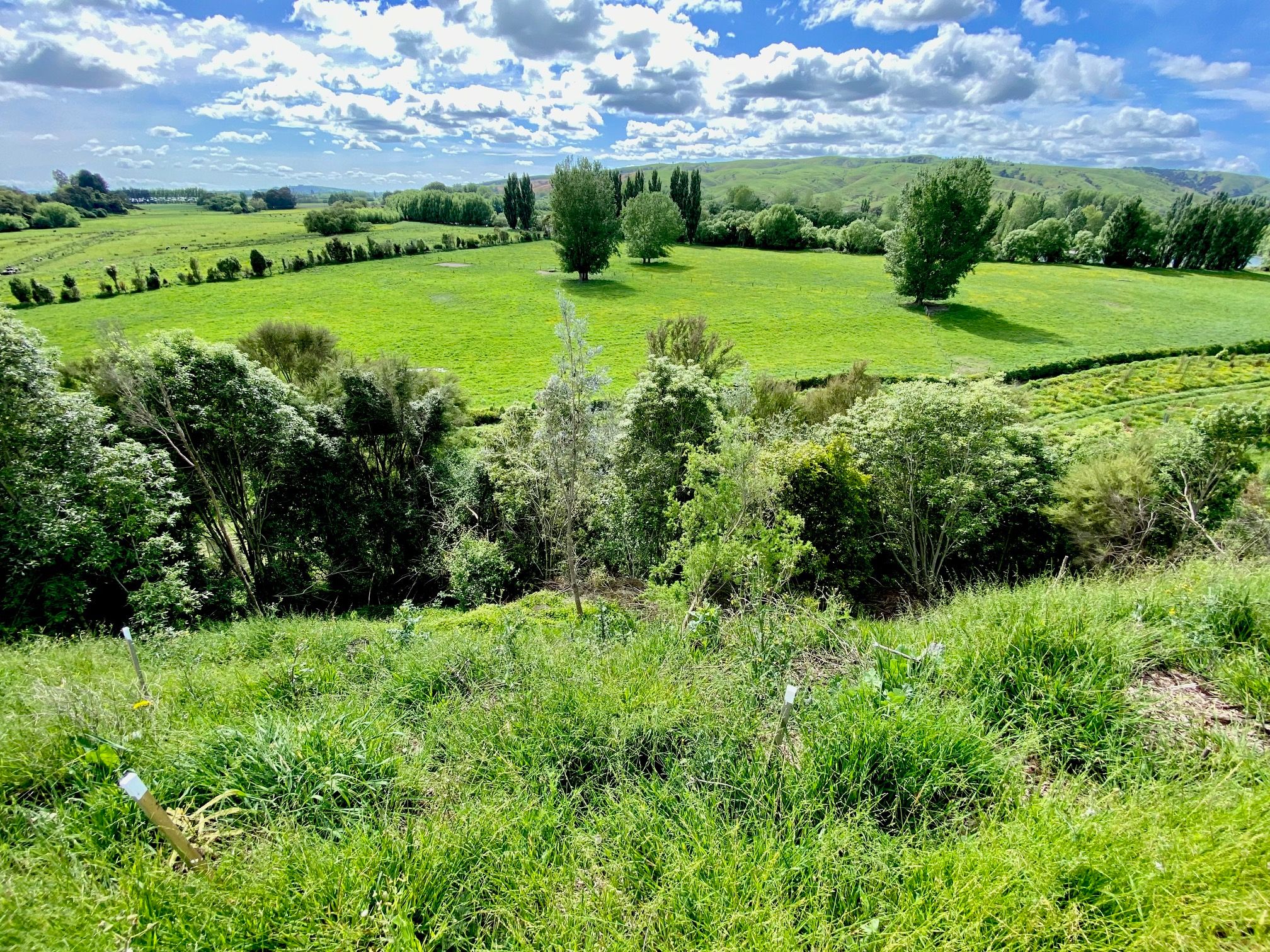 View across the flood plain beside the Ruamahanga River