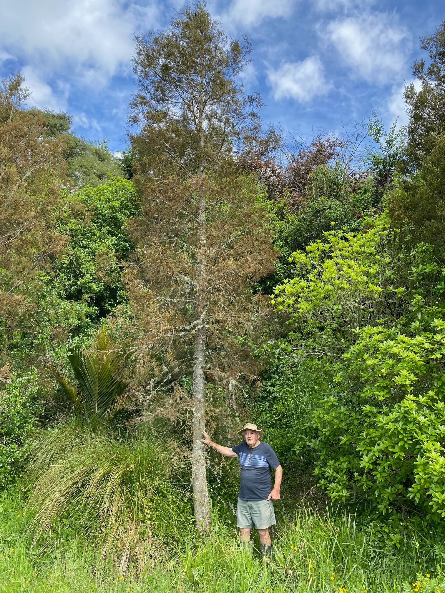 Alan Wilde beside a kahikatea, which he planted