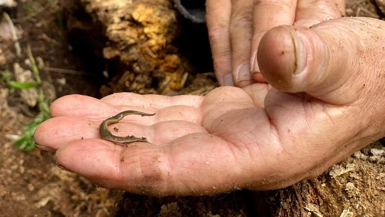 Ruud Kleinpaste holding a New Zealand flatworm
