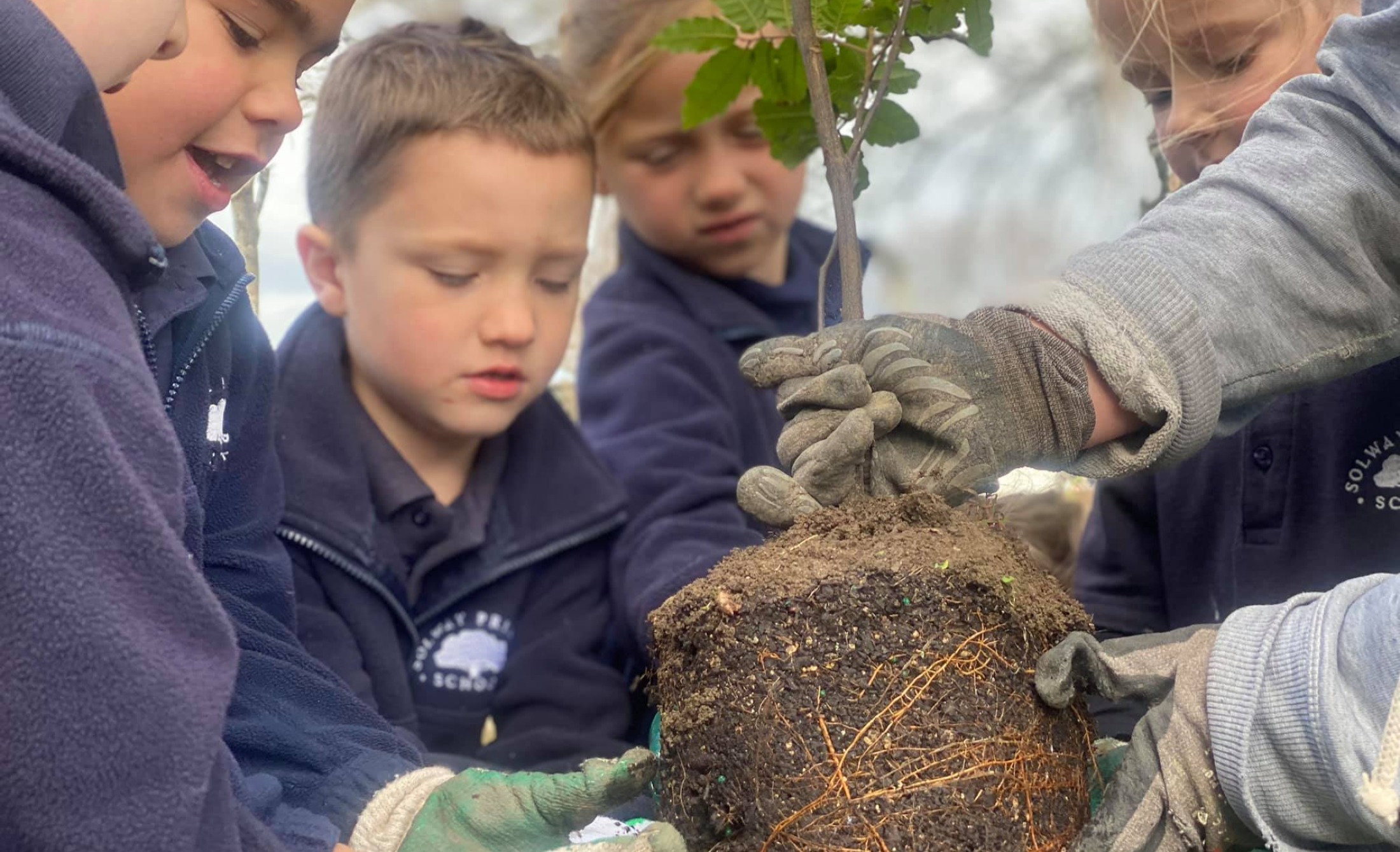 School pupils planting a native tree