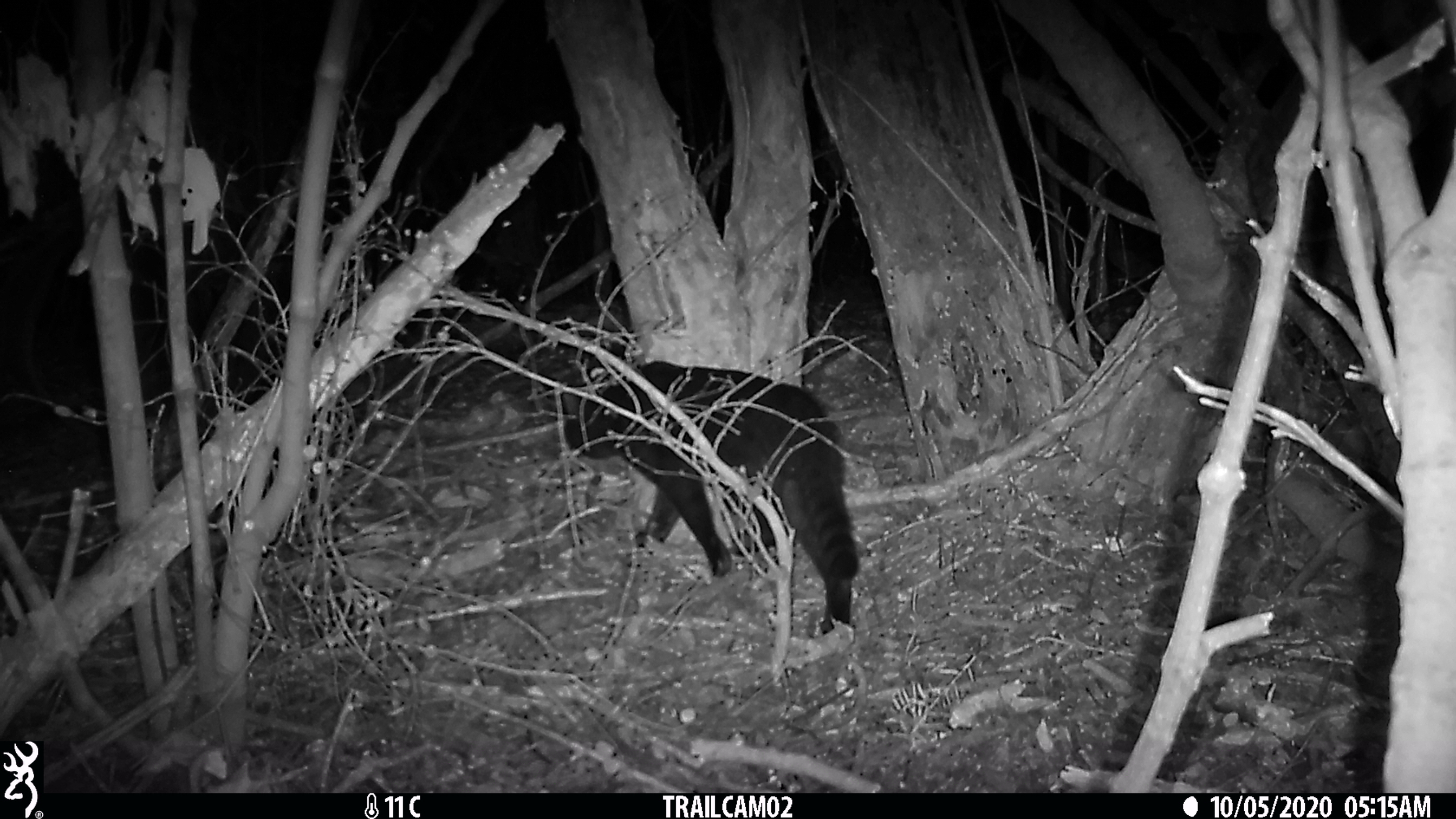 Trail camera photo of a cat