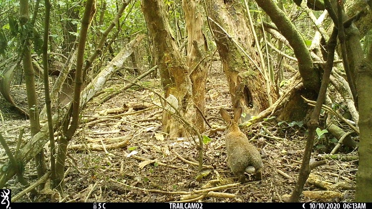 Trail camera photo of a rabbit