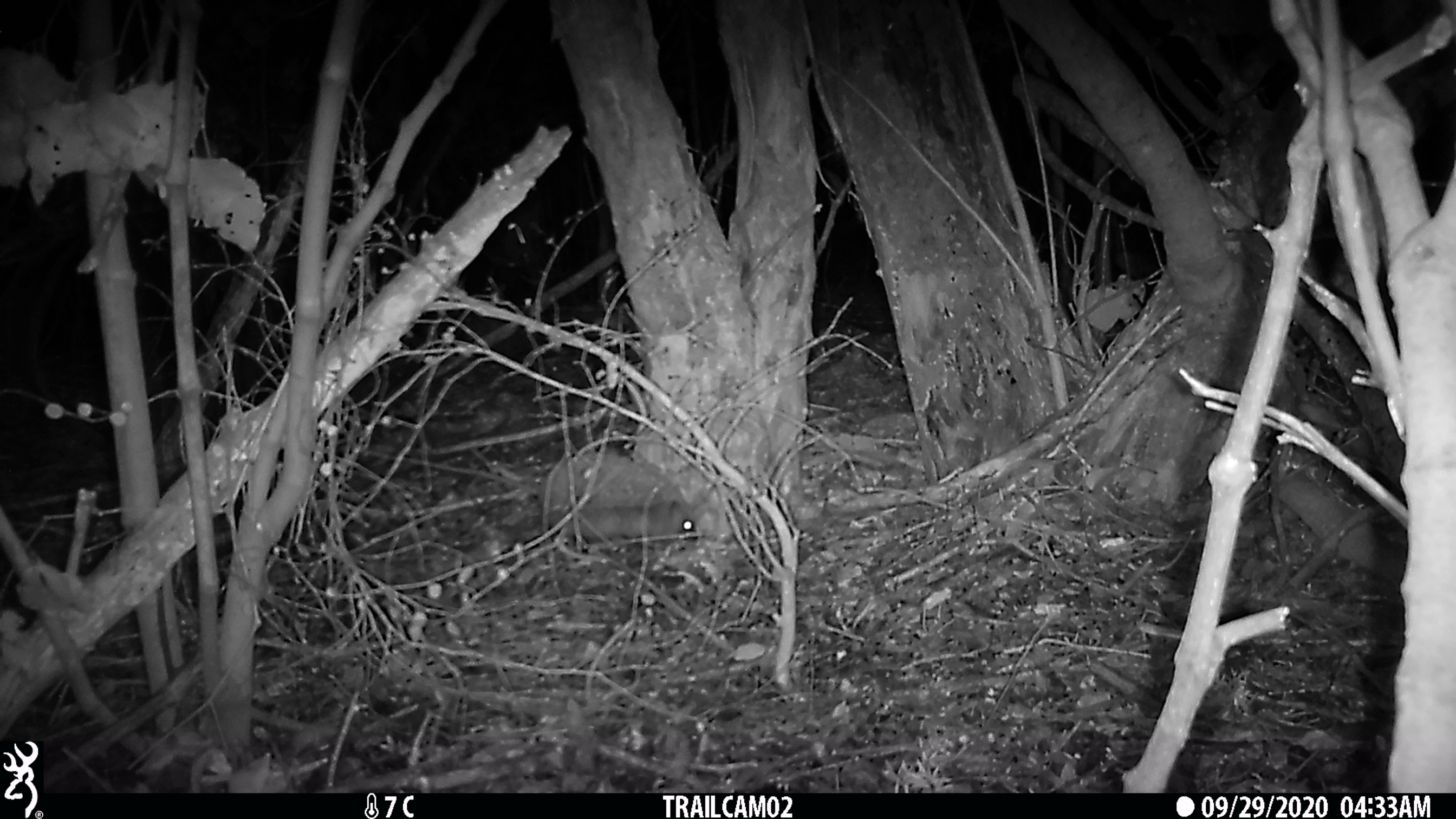 Trail camera photo of a hedgehog
