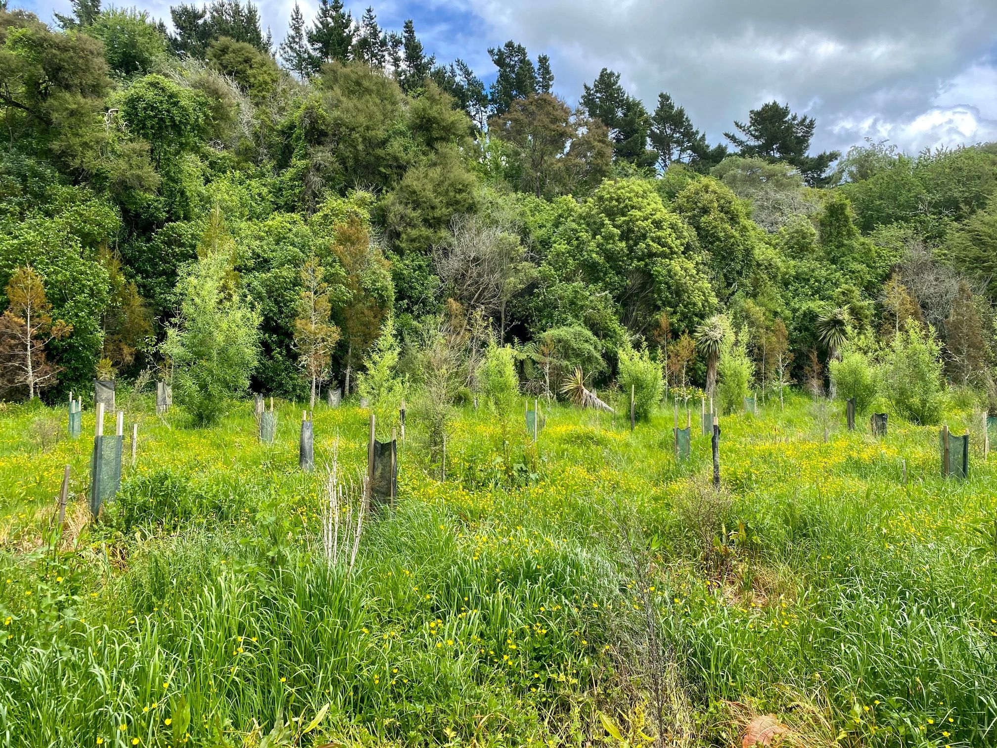 Natives which Alan planted